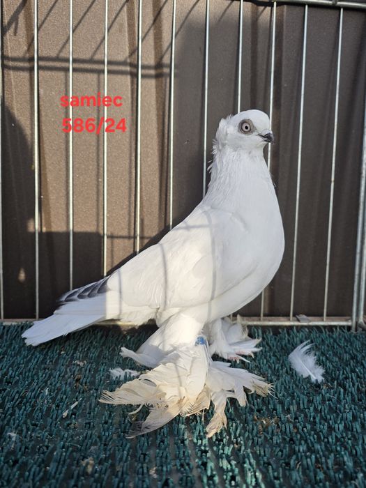 Winer winerek łapciaty koroniaty