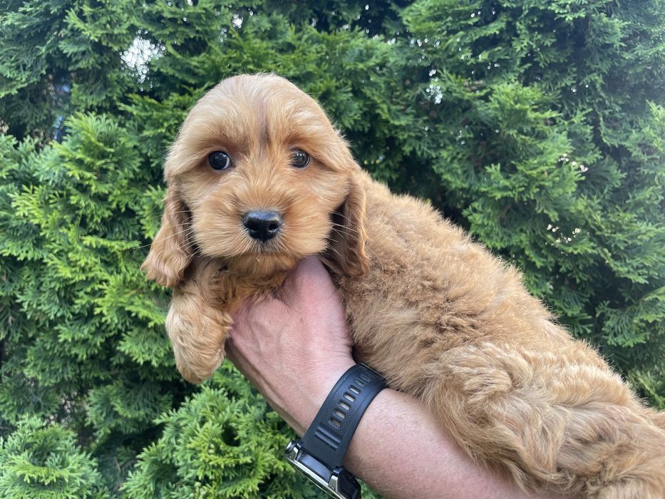Cockapoo  suczka
