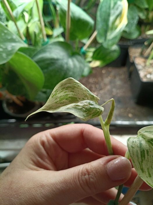 scindapsus hederaceous blue albo marble-cięty szczyt