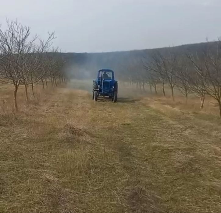 Продаж високорентабельного горіхового саду (24 га)