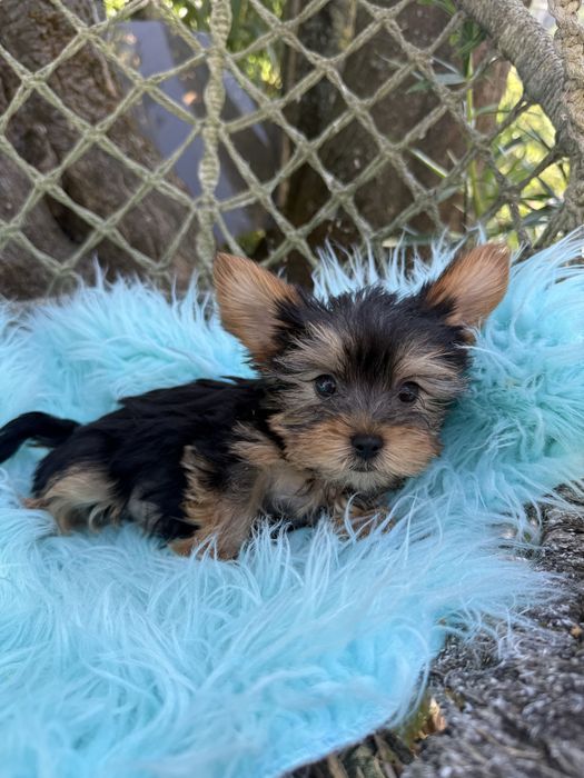 Yorkshire Terrier macho com lop