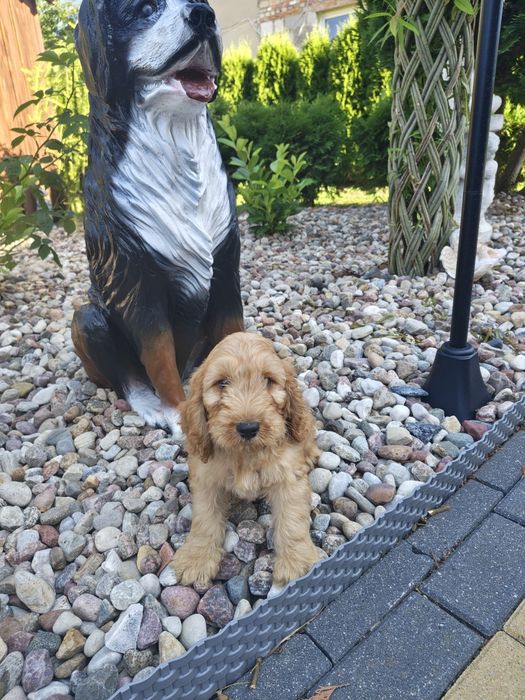 Śliczne cockapoo hybryda F1 piesek gotowy do odbioru