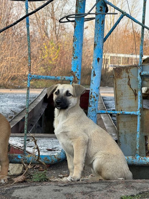 Шукаємо родини для цуциків