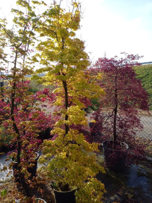 Acer Palmatum orange dream
