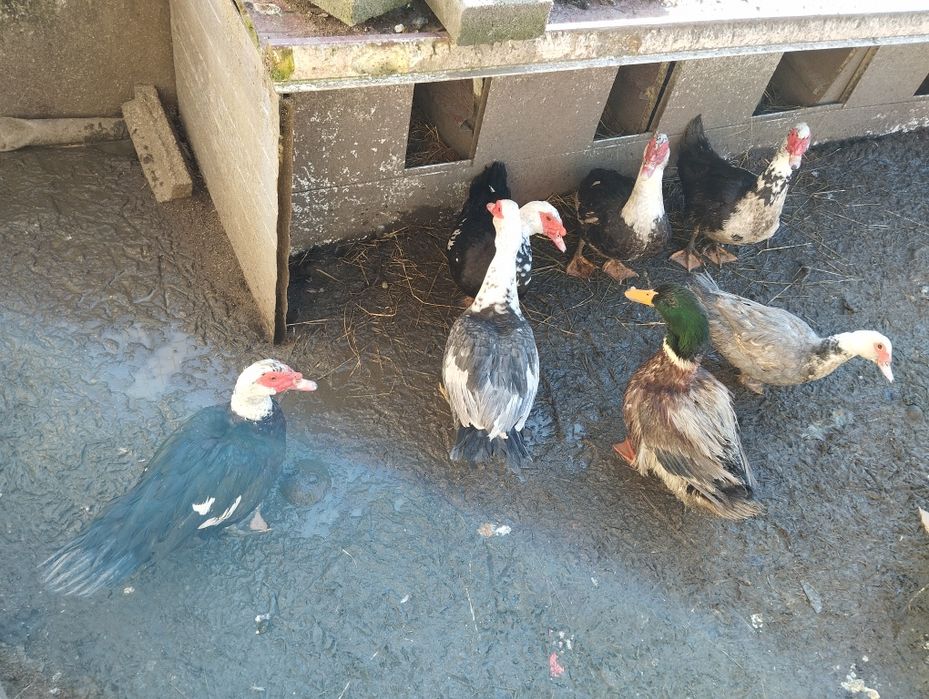 Vendo patos e fêmeas adultas prontas a fazer criação