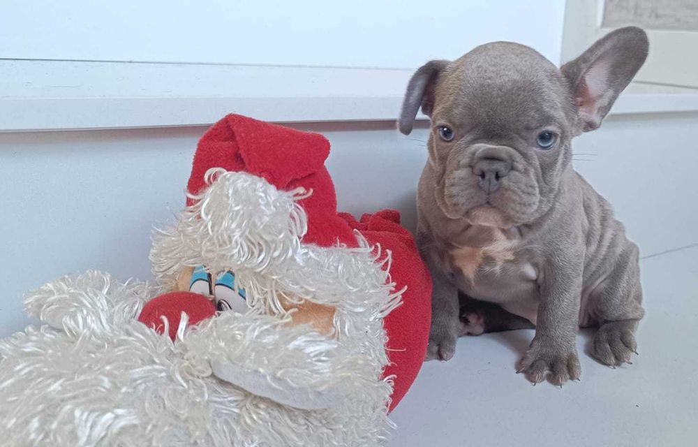 Bulldog frances azul cinza
