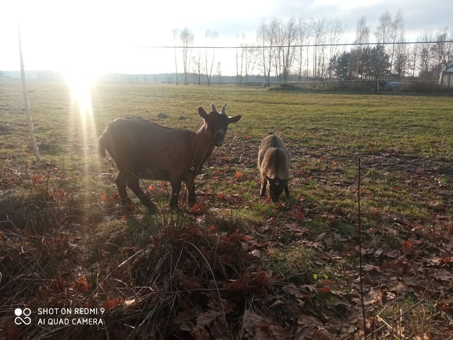 Kózka miniaturka kozy 3 sztuki
