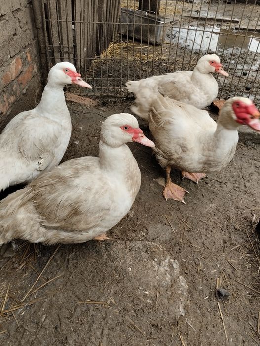 Качки німецької важкої лінії