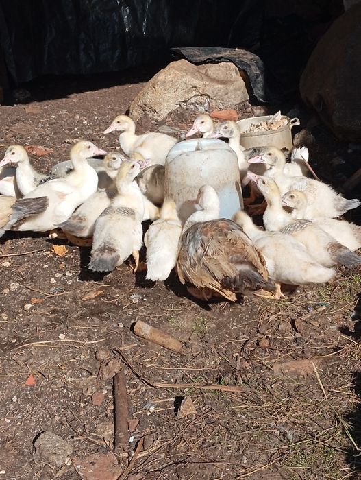 Patos e galinhas sedosas