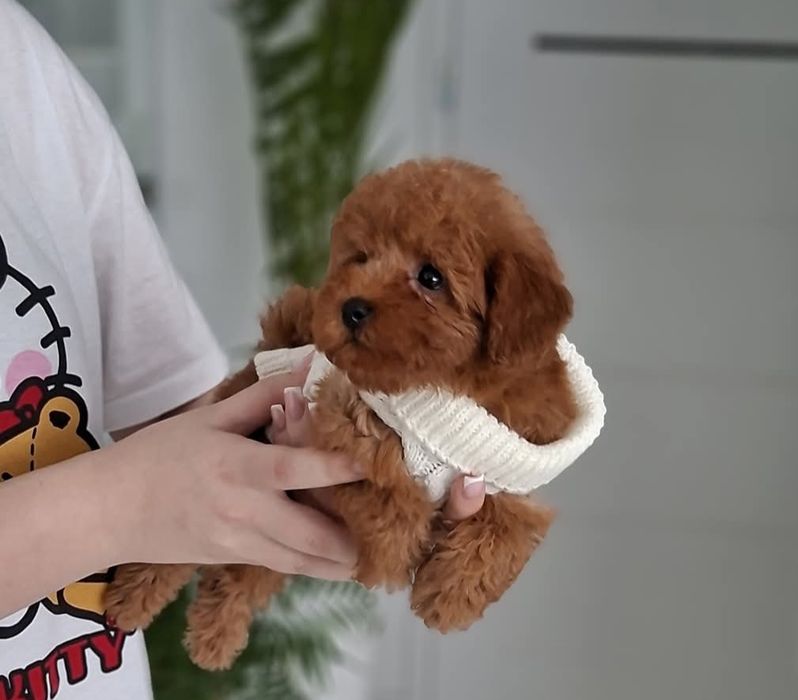 Няшний грайливий хлопець той пудель