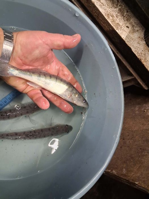 Sandacz pstrąg stawowy karp koi lin