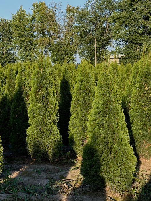 Gęsta Tuja Szmaragd 170-180cm Dostawa Sadzenie Producent