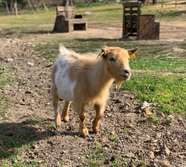 Cabra-anã (jovem)