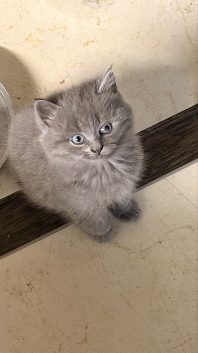 Отдам даром котят