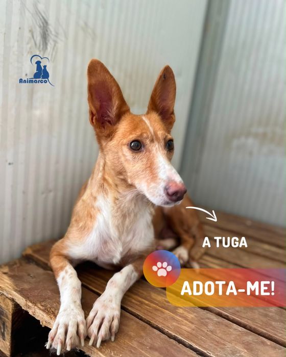 Tuga cadela podengo de porte medio