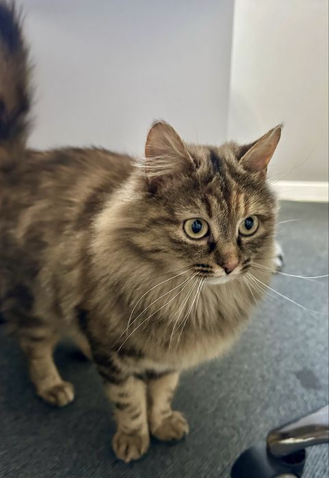 Кошечка в добрые руки