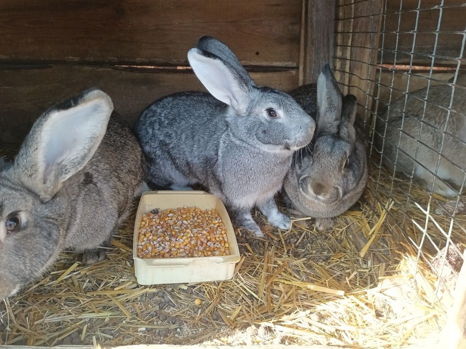 Продам кролів своїх