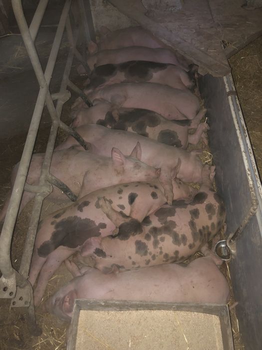 Поросятя  28 днів та 1,5 міс