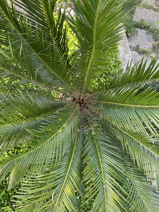Planta Sika - estilo palmeira de cresimento lento