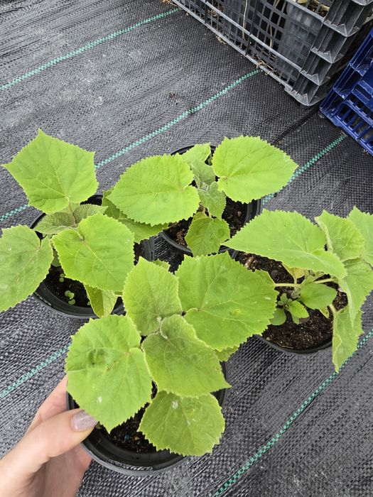 Drzewa tlenowe paulownia wysyłka