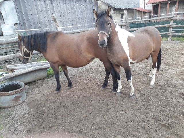 Klaczka huculska srokata