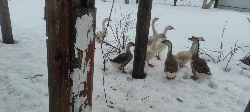 Продам гуси молоді .