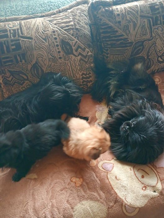 Продам щенка пекинеса