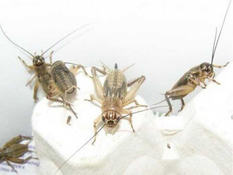 Сверчки для стрижей, цвіркуни для серпокрильців і ін тварин 50шт