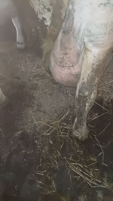 Krowy hodowlane  redukcja stada