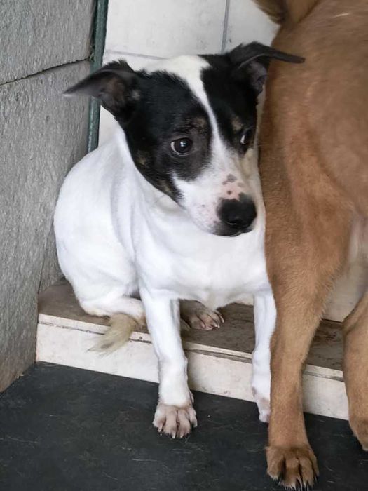 587354 Hola tylko odpowiedzialna adopcja