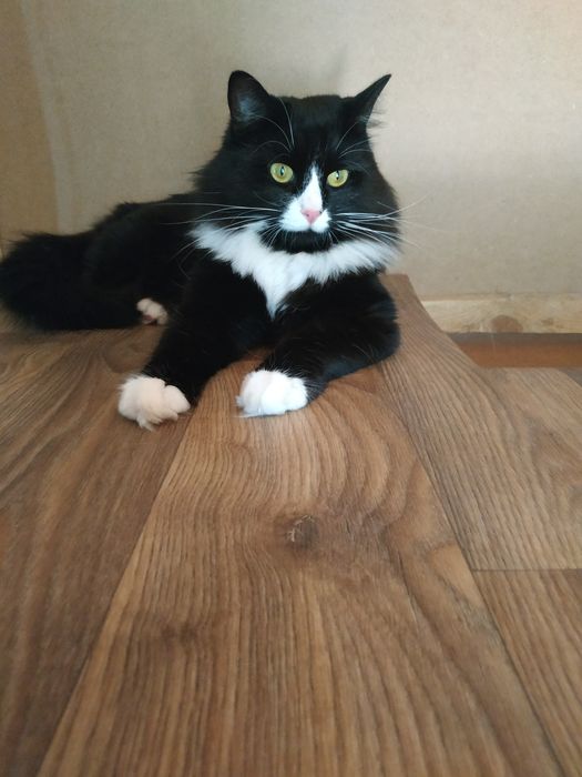 Зоогостиница  для кошек и котов\передержка.