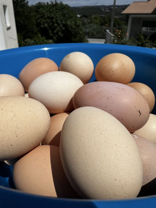 Ovos de galinha caseiros