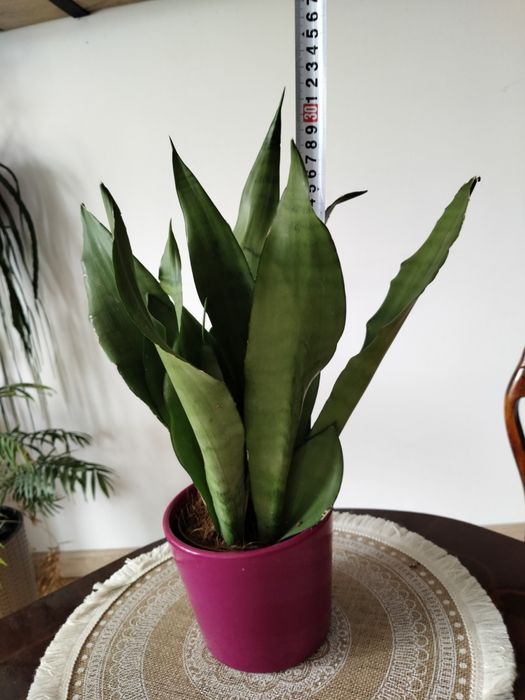 Sansevieria Moonshine księżycowa duża