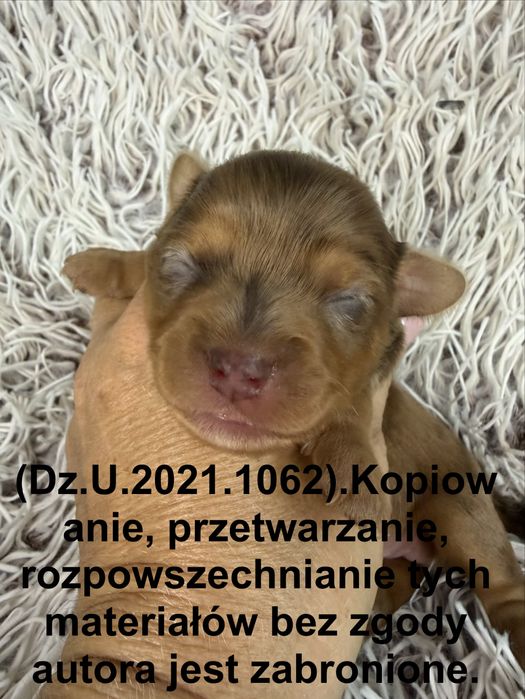 Yorkshire Tetrier, choco sable merle
