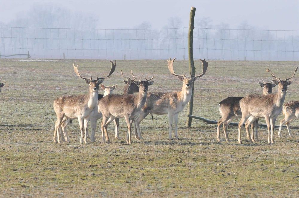 Daniele sprzedam. Dobry materiał hodowlany. Dowolne ilości.