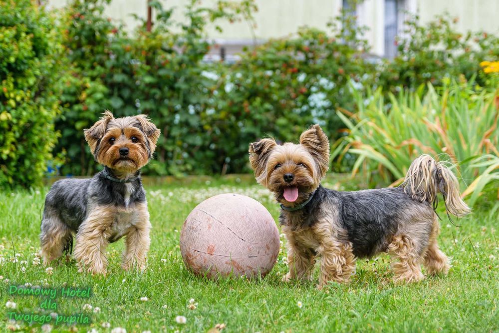 Domowy hotel dla psa - Świebodzin