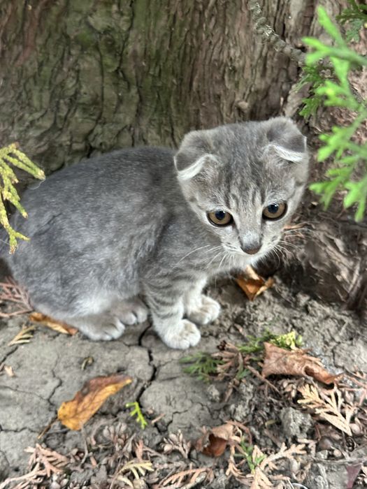 Віддаю кошенят БЕЗКОШТОВНО