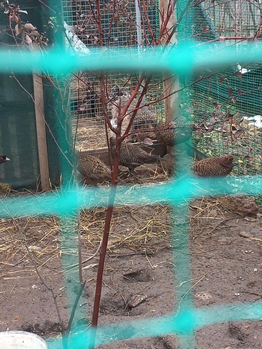 Продам самок охотничего ф а зана