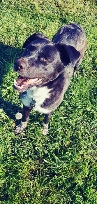 Cudowna sunia do adopcji