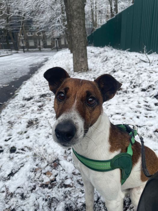 Фокстерьер, вязка