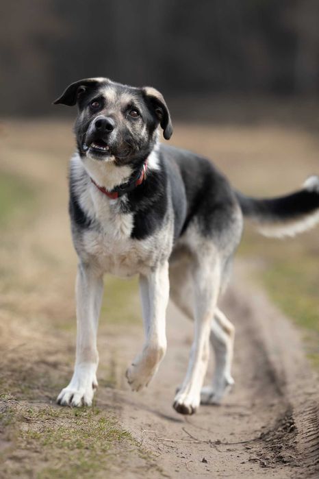 Bercik około 5 letni mieszaniec do adopcji