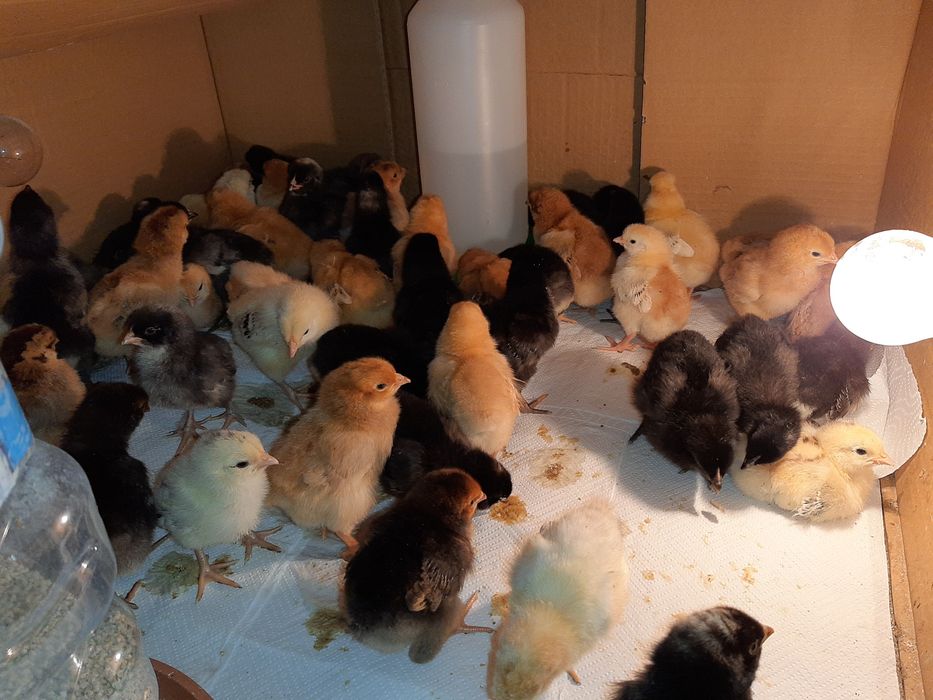 kurki nioski 2 tygodniowe