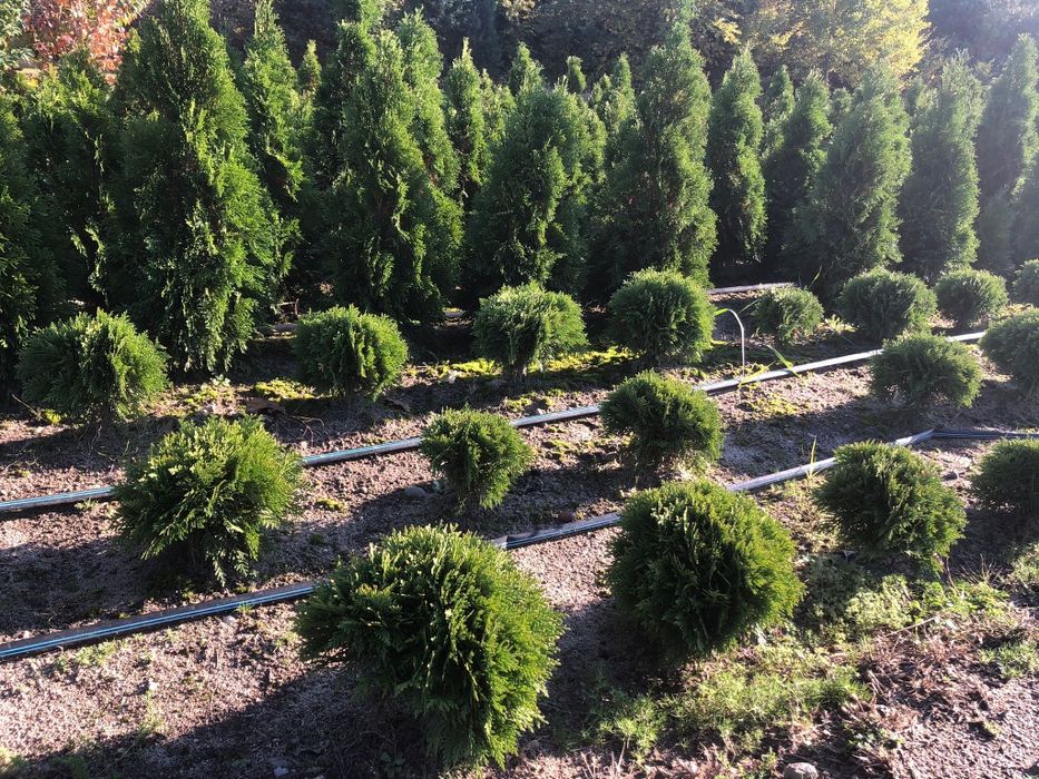 Tuja Danica kula 15-30cm