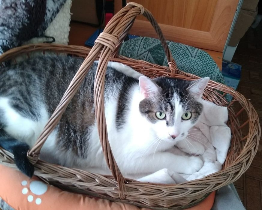 Poznań i okolice - kocurek Bastion (Stefanek) szuka domu