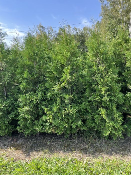 Kule na pniu 250cm‼️ tuje szmaragd, brabant‼️