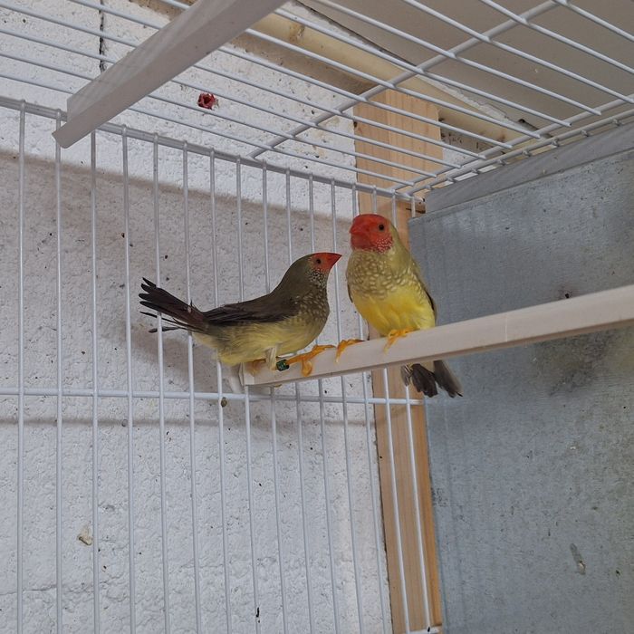 Casal diamante estrela