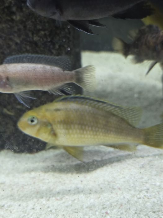 Ciclideos africanos para venda