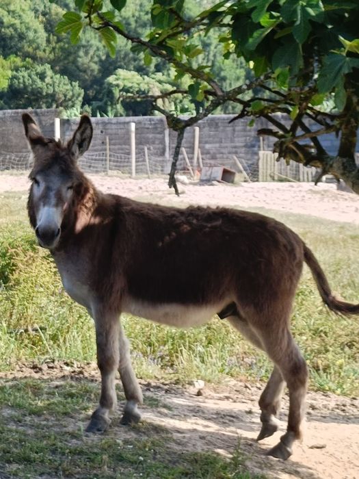Vendo burro macho