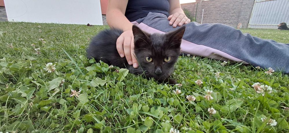 Кошенята. Віддам безкоштовно. наролились 10 квітня