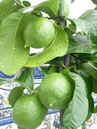 Лайм "Таити". Комнатный